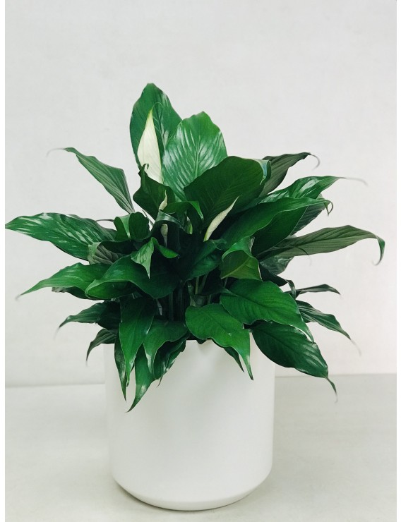 SPATHIPHYLLUM - PEACE LILLY PLANT