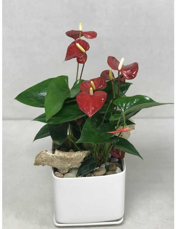 RED ANTHURIUM