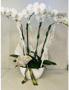 DOUBLE PHALAENOPSIS PLANTS