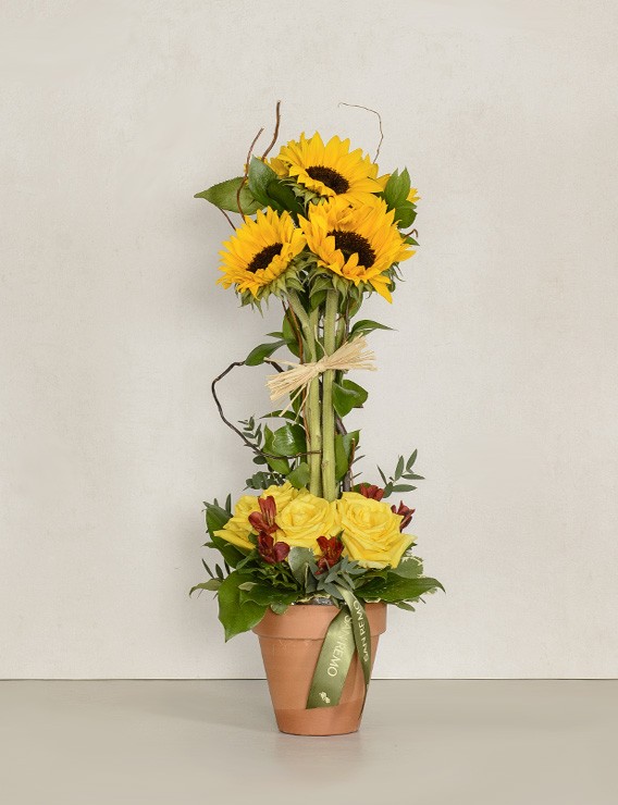 SUNSHINE ~ PROMO D'AUTOMNE ~