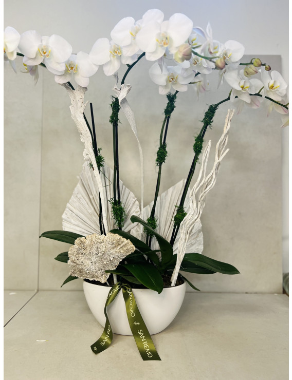 DOUBLE PHALAENOPSIS PLANTS