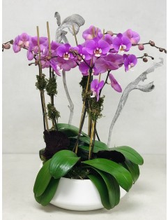LUXURY ORCHIDS 